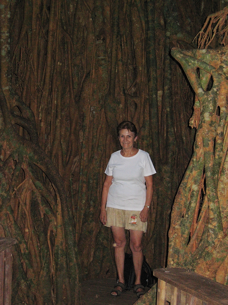 CairnsTC415 Cathedral Fig Tree.jpg